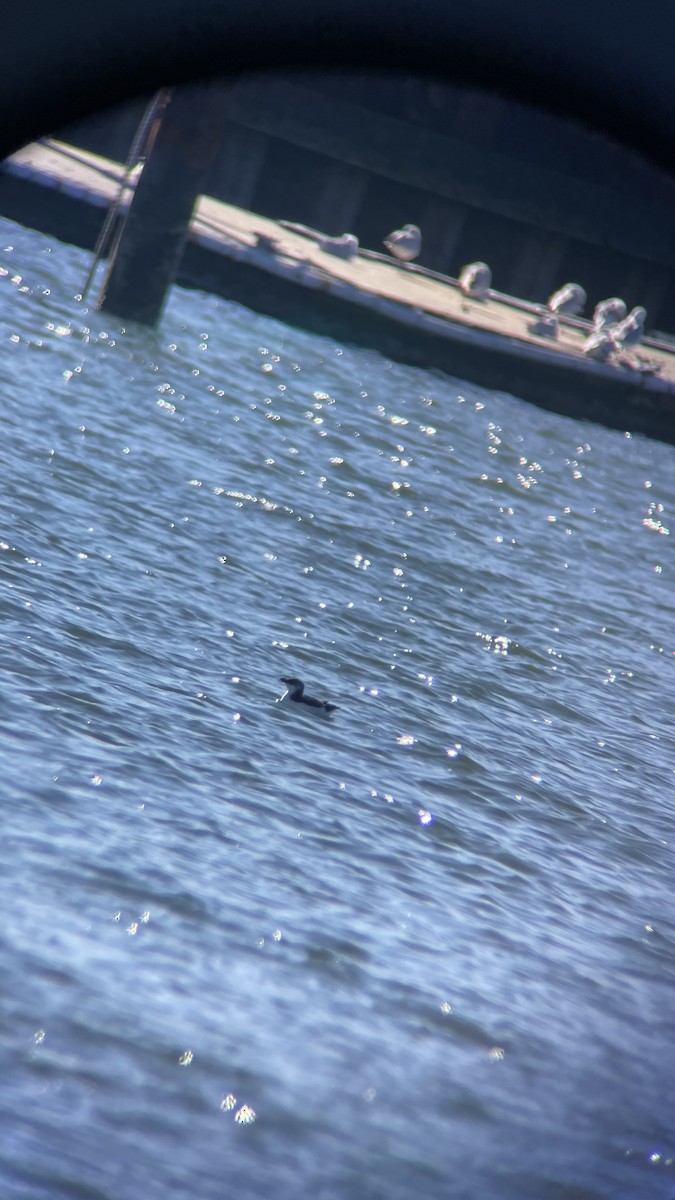 Razorbill - ML534210571