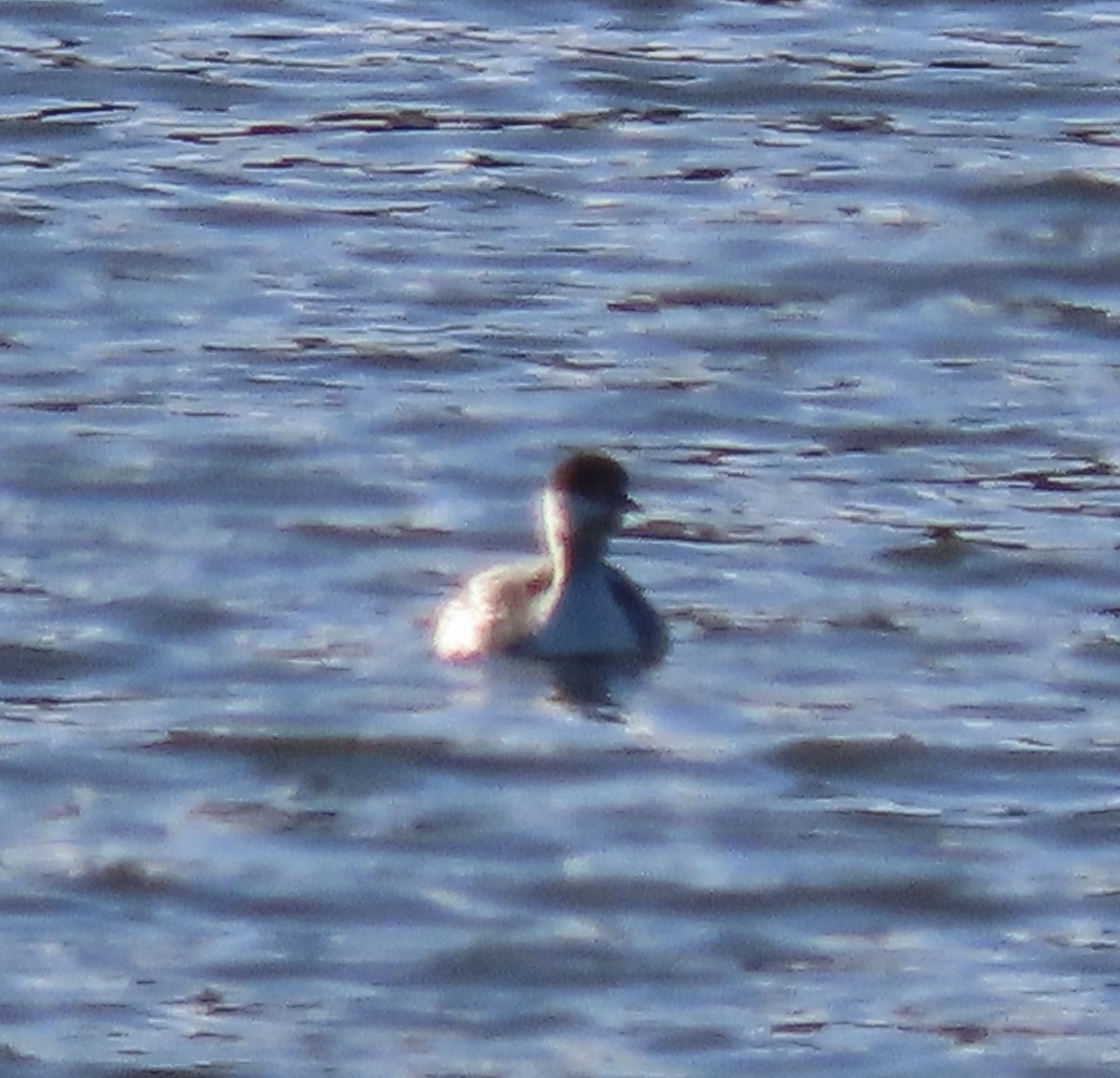 Horned Grebe - ML534211241