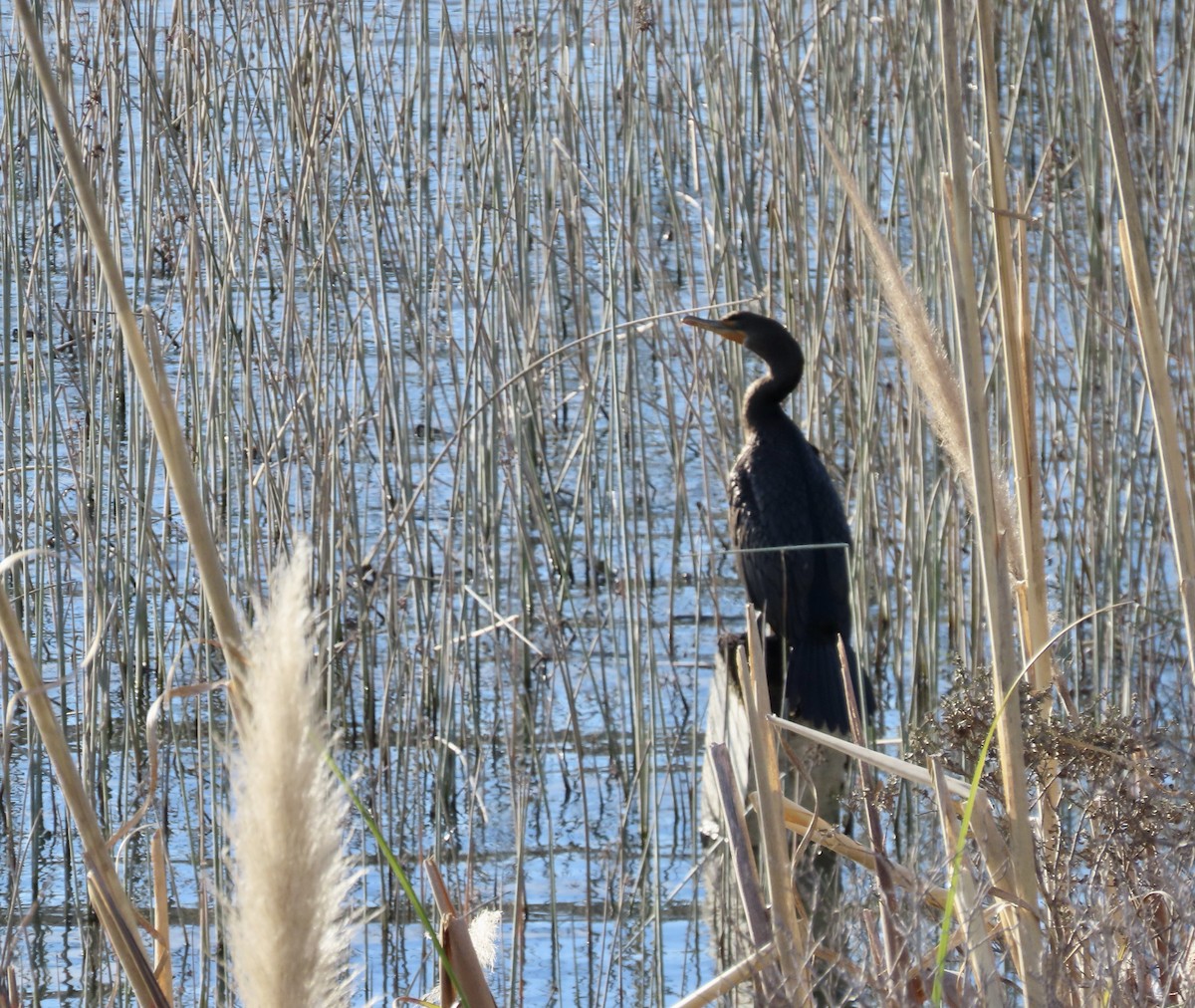 Double-crested Cormorant - ML534211281