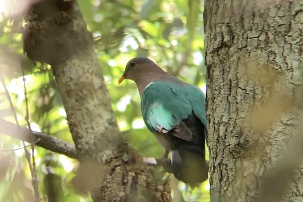 Pacific Emerald Dove - ML534212351