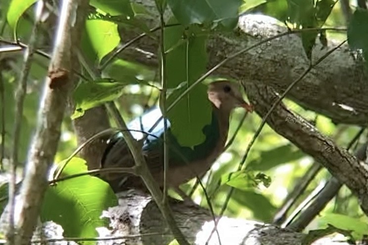 Pacific Emerald Dove - ML534212371