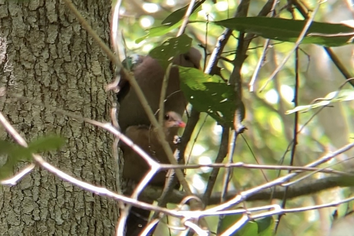 Pacific Emerald Dove - ML534212411