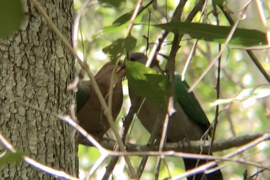 Pacific Emerald Dove - ML534212531