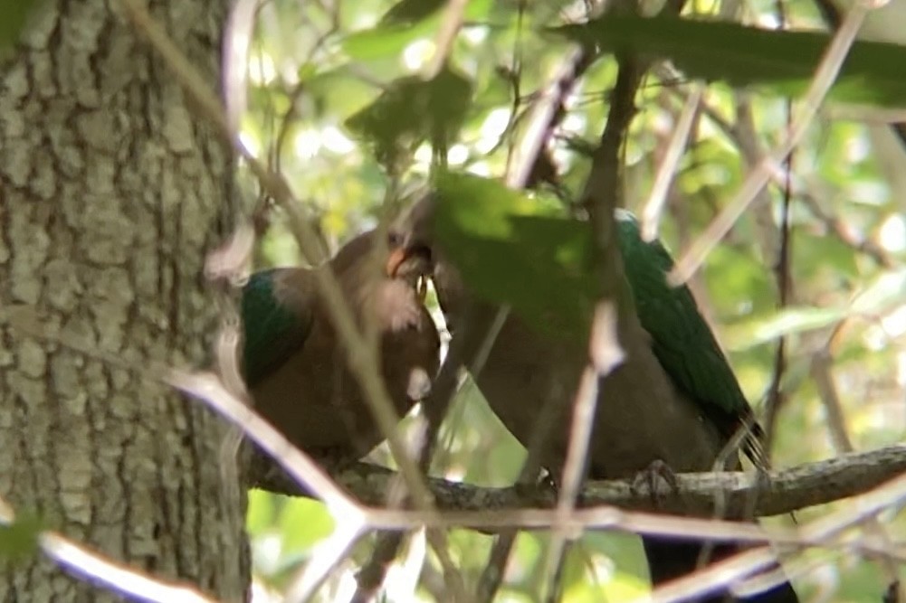 Pacific Emerald Dove - ML534212541