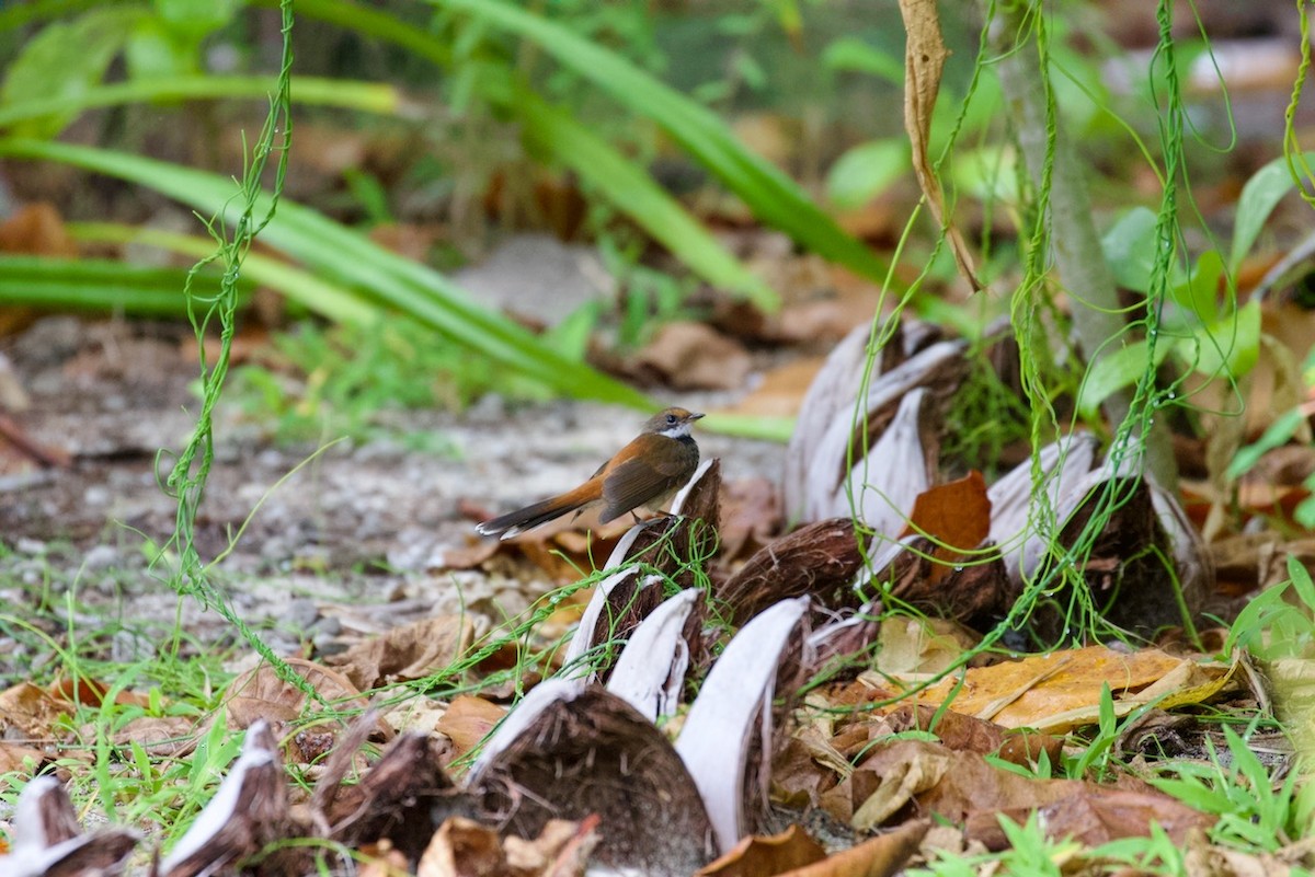 Louisiade Fantail - ML534212571