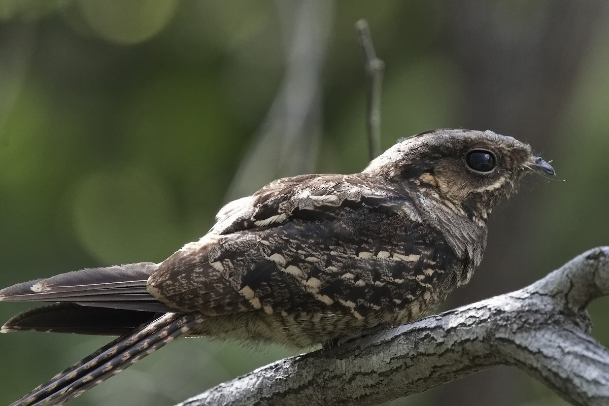 Large-tailed Nightjar - ML534213411