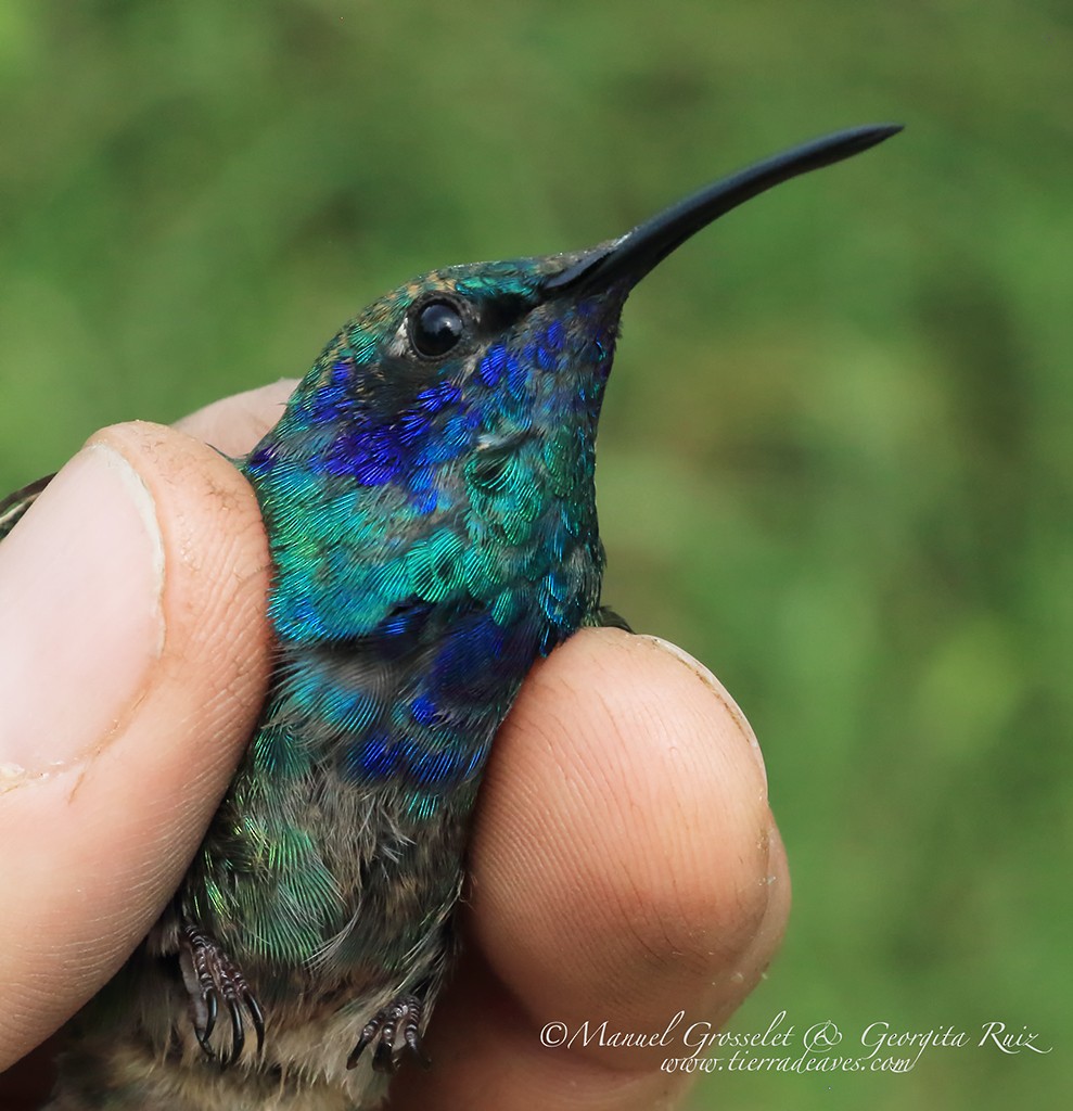 Colibrí Oreja Violeta Mexicano - ML53421441