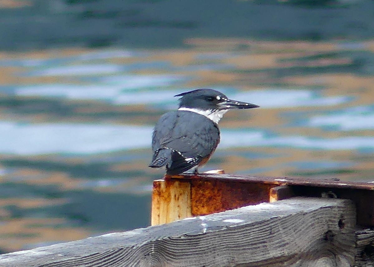 Belted Kingfisher - ML534214921