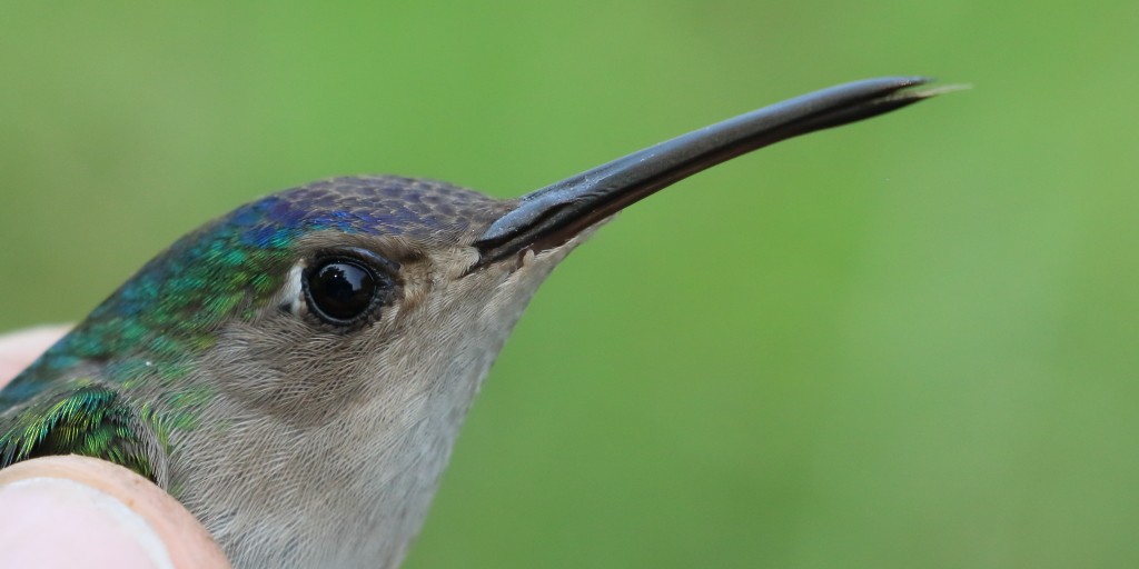 Wedge-tailed Sabrewing (Curve-winged) - ML53421611