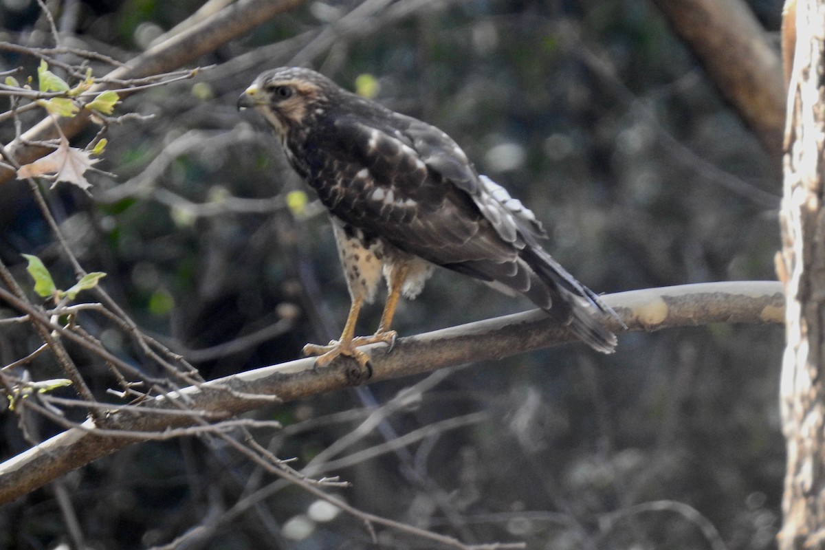 Broad-winged Hawk - Ana Rios