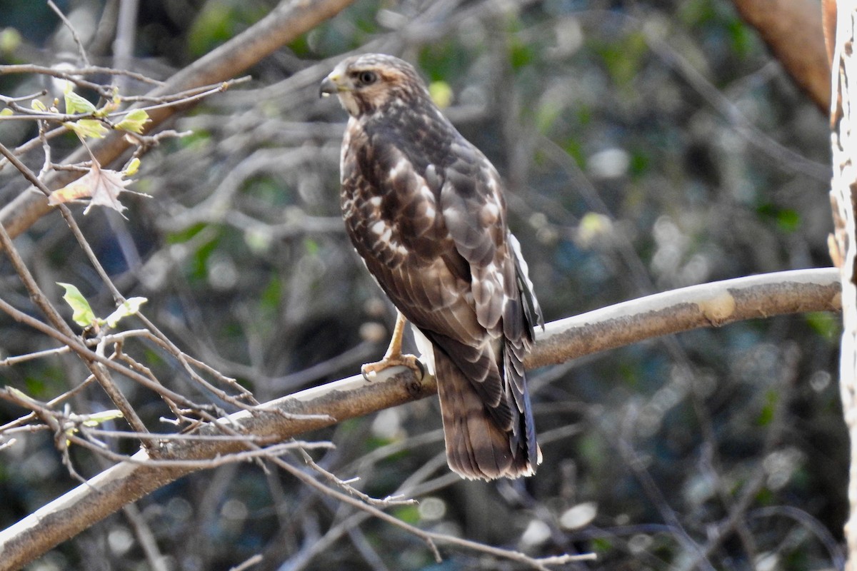 Broad-winged Hawk - ML534216271