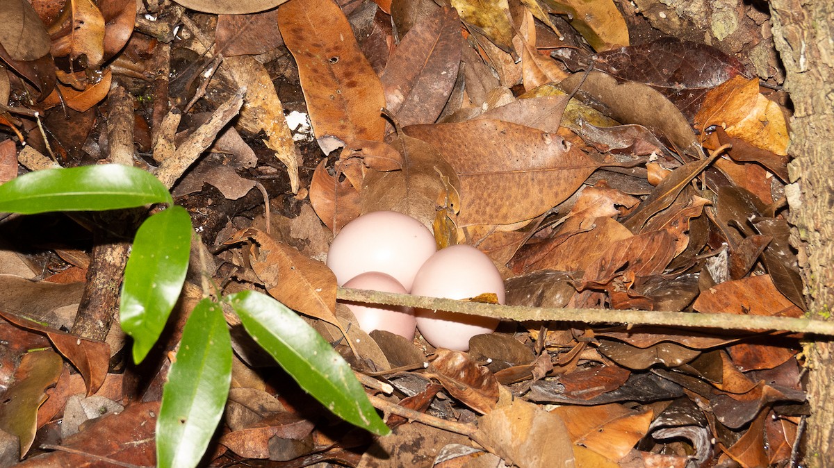 Thicket Tinamou (cinnamomeus Group) - ML534216731