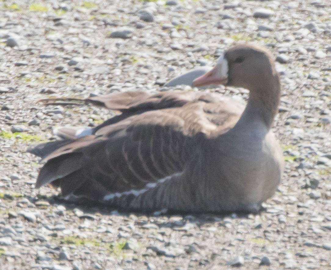 Greater White-fronted Goose - ML53421681