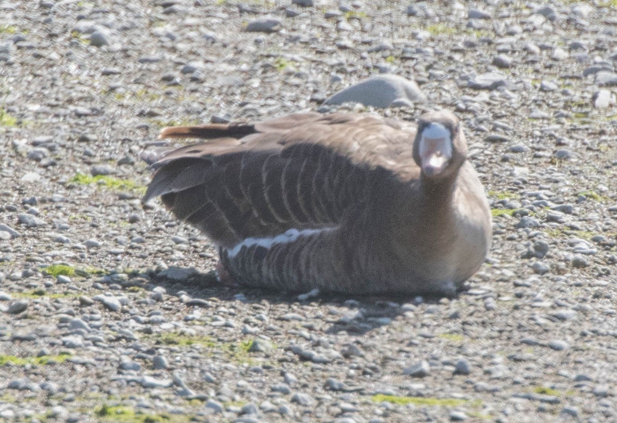 Greater White-fronted Goose - ML53421691