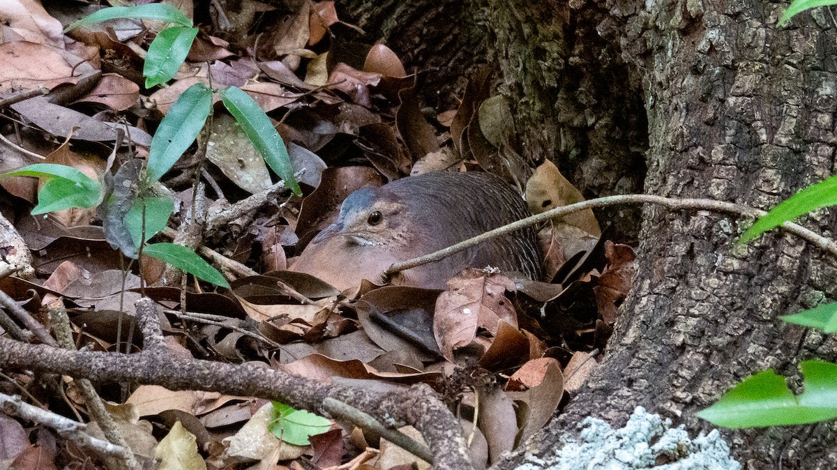 Thicket Tinamou (cinnamomeus Group) - ML534217901