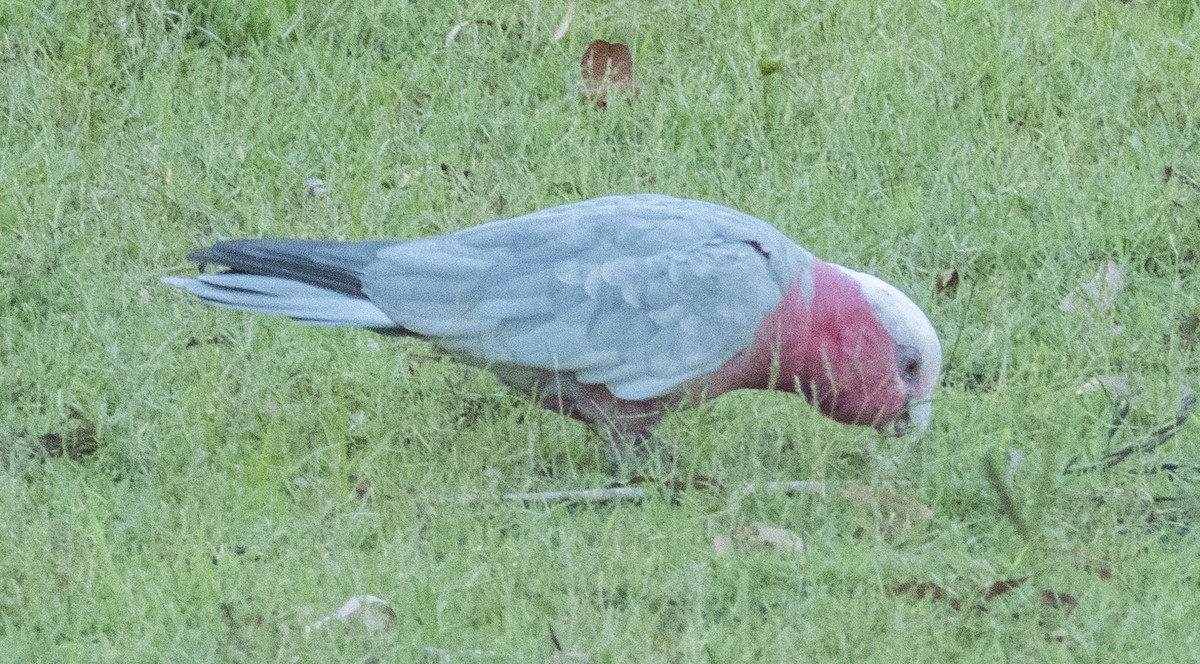 Galah - ML534218451