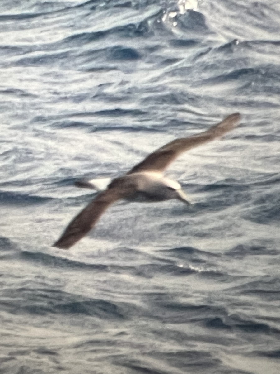 Salvin's Albatross - ML534220061