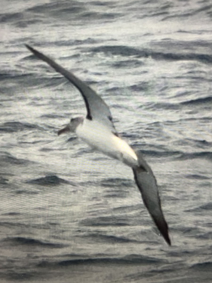 Salvinalbatros - ML534220091