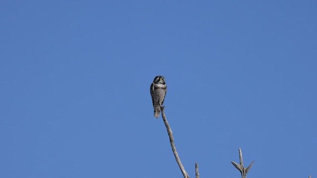 Northern Hawk Owl - ML534220181