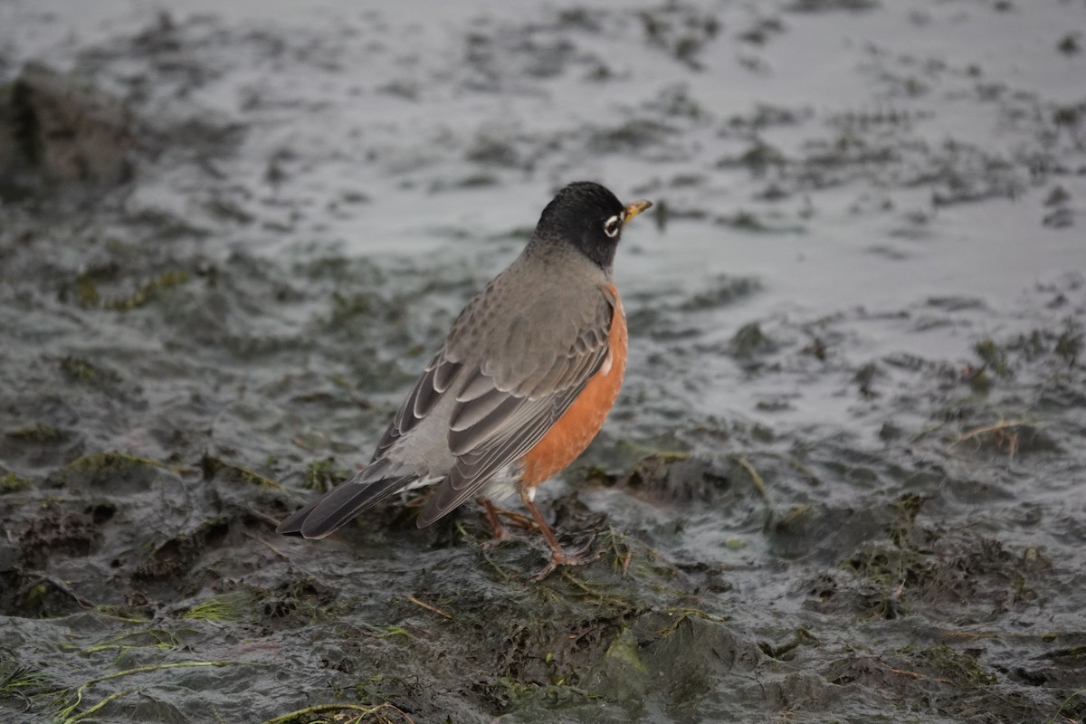 American Robin - ML534220331