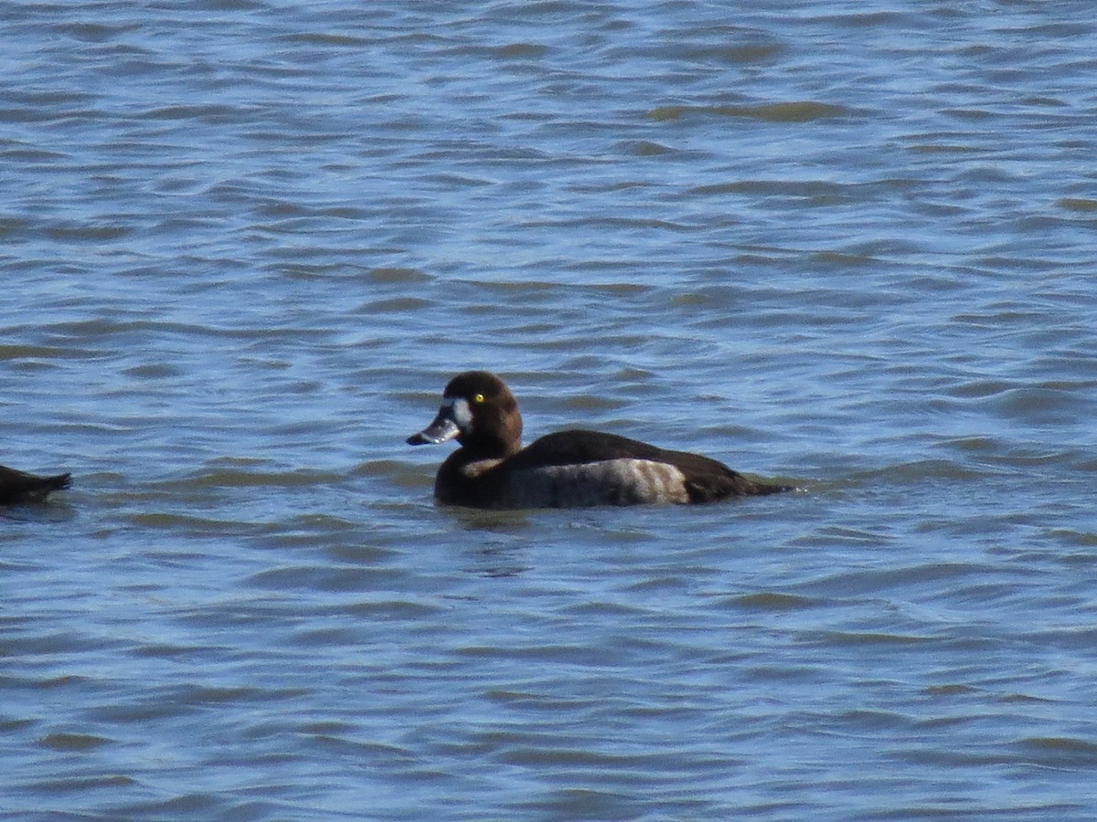 Greater Scaup - ML534220581