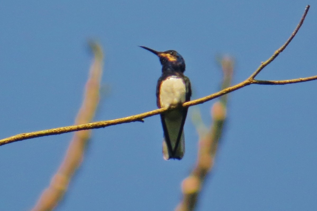 kolibřík bělokrký - ML53422111