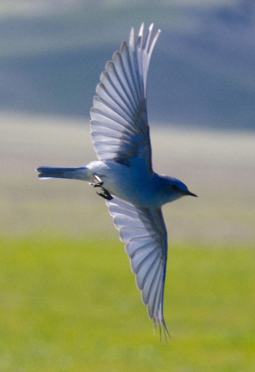 Mountain Bluebird - ML534222081