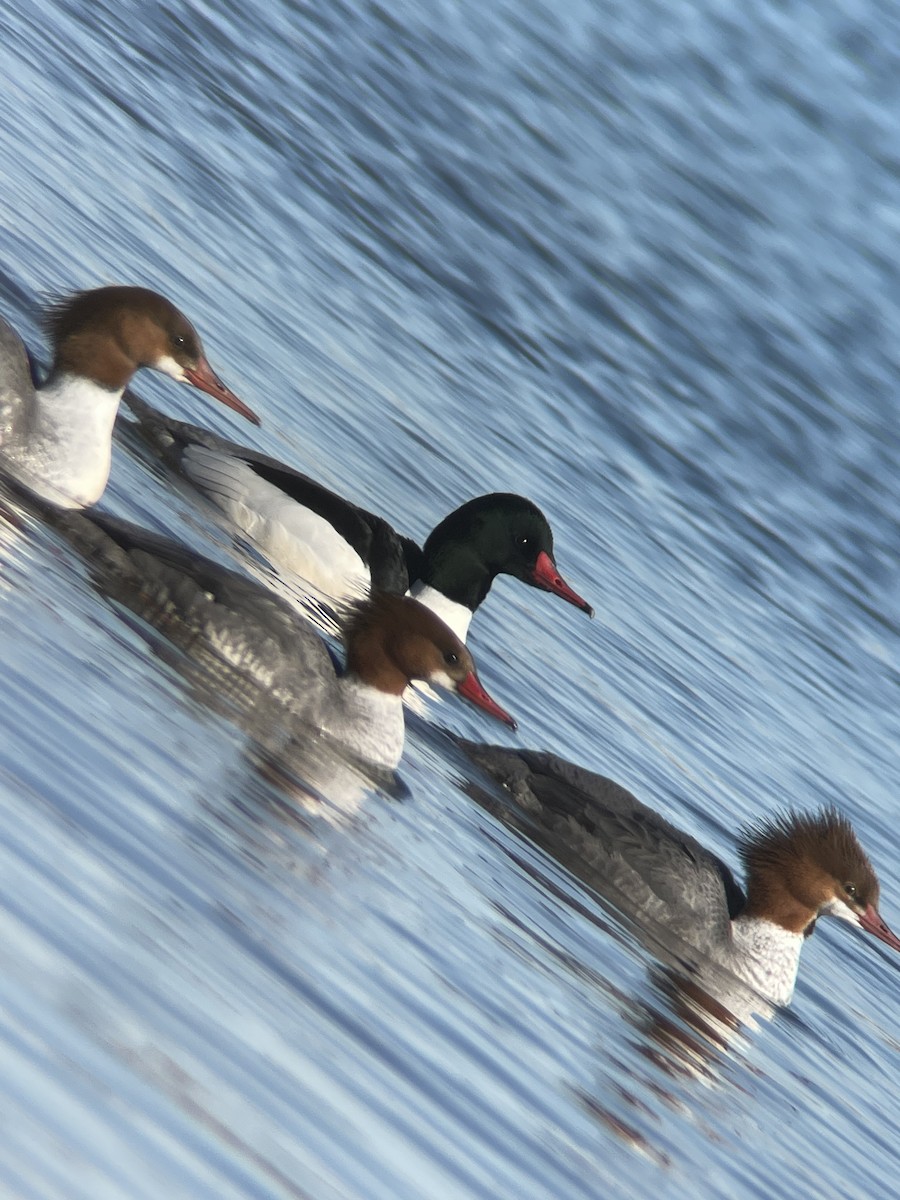 Common Merganser - ML534222751