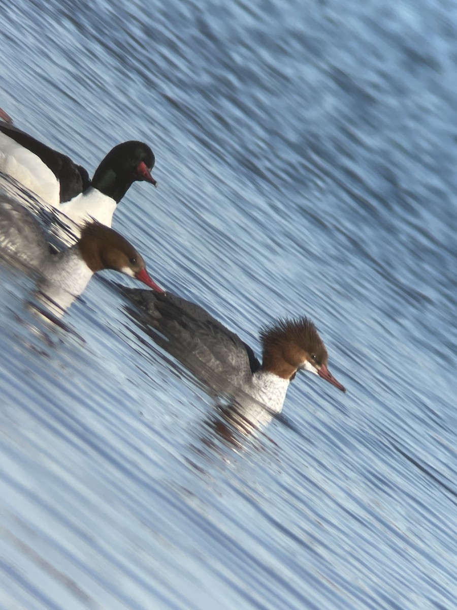 Common Merganser - ML534222761