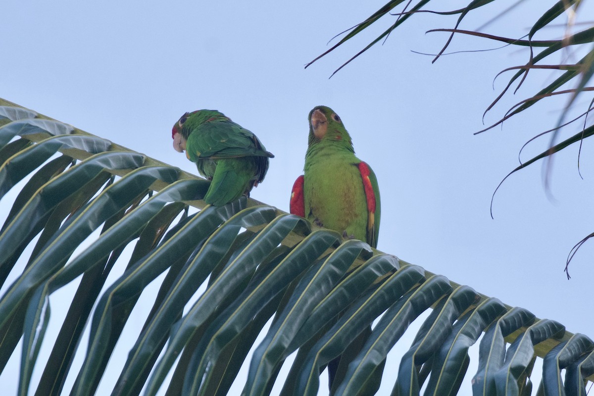 large parakeet sp. (former Aratinga sp.) - ML534226151