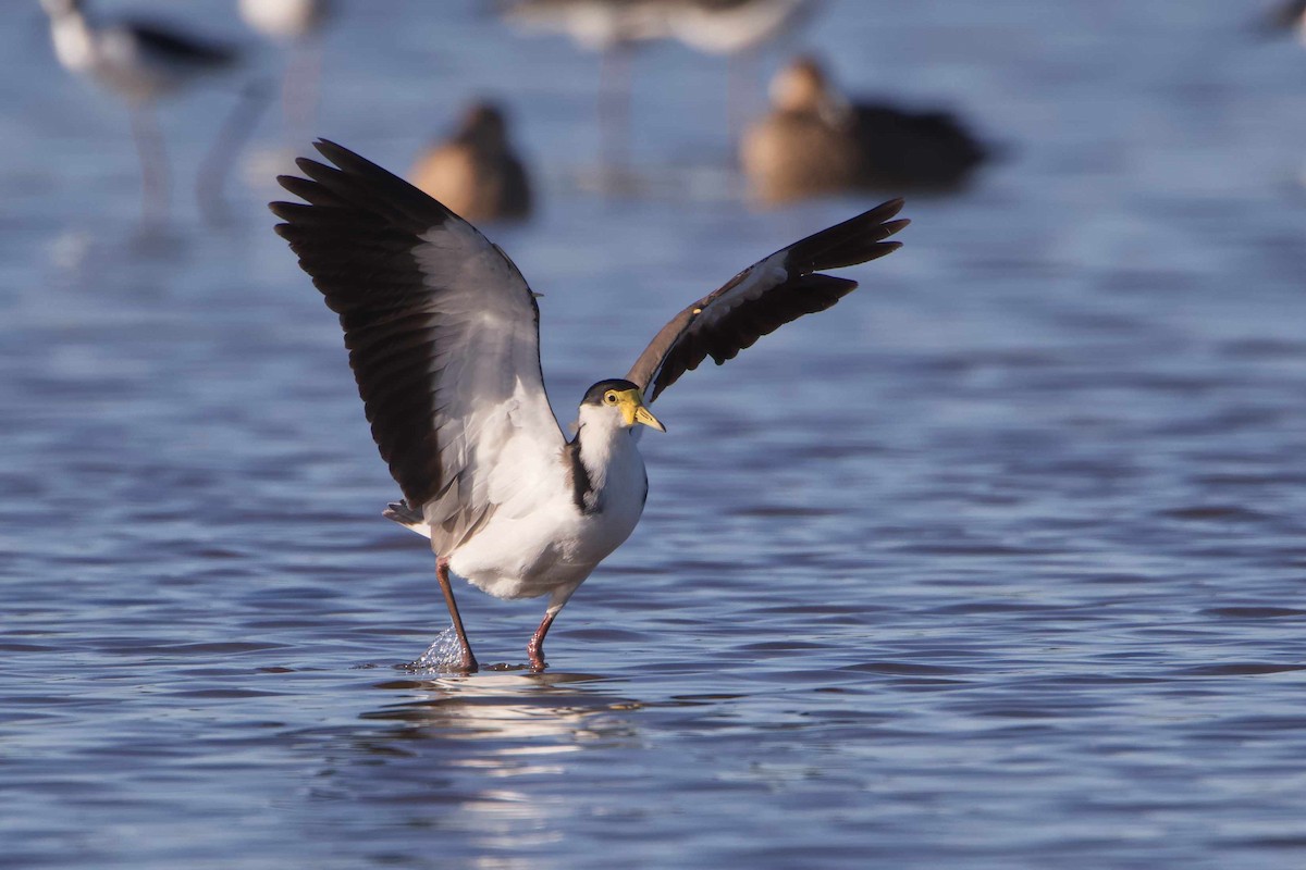 Masked Lapwing - Adrian van der Stel