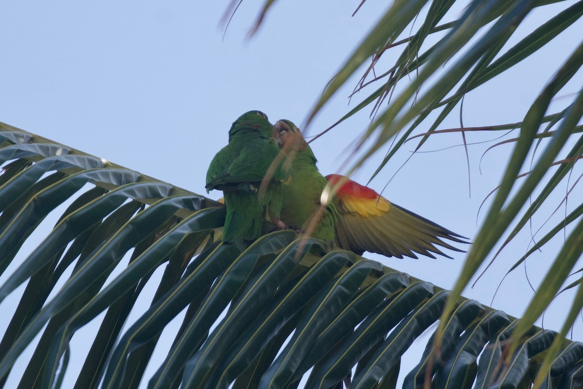 Eupsittula, Aratinga, Thectocercus ou Psittacara sp. - ML534226941