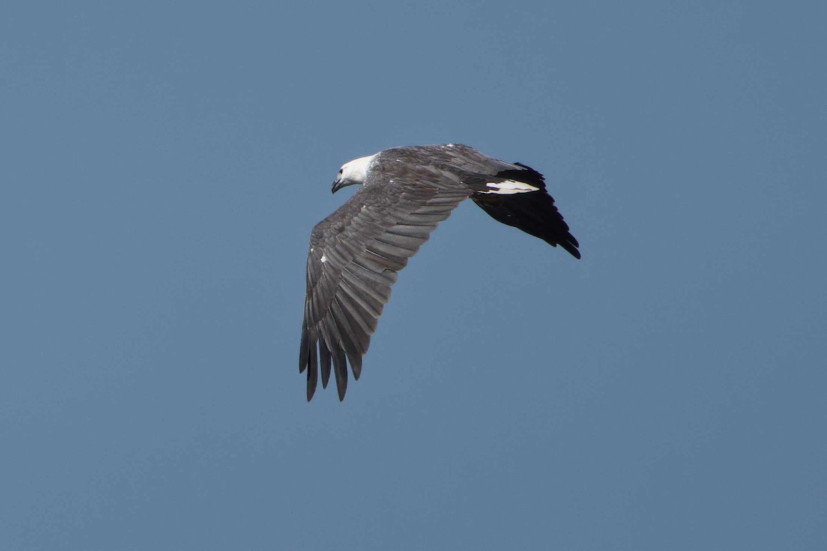 White-bellied Sea-Eagle - ML534227591