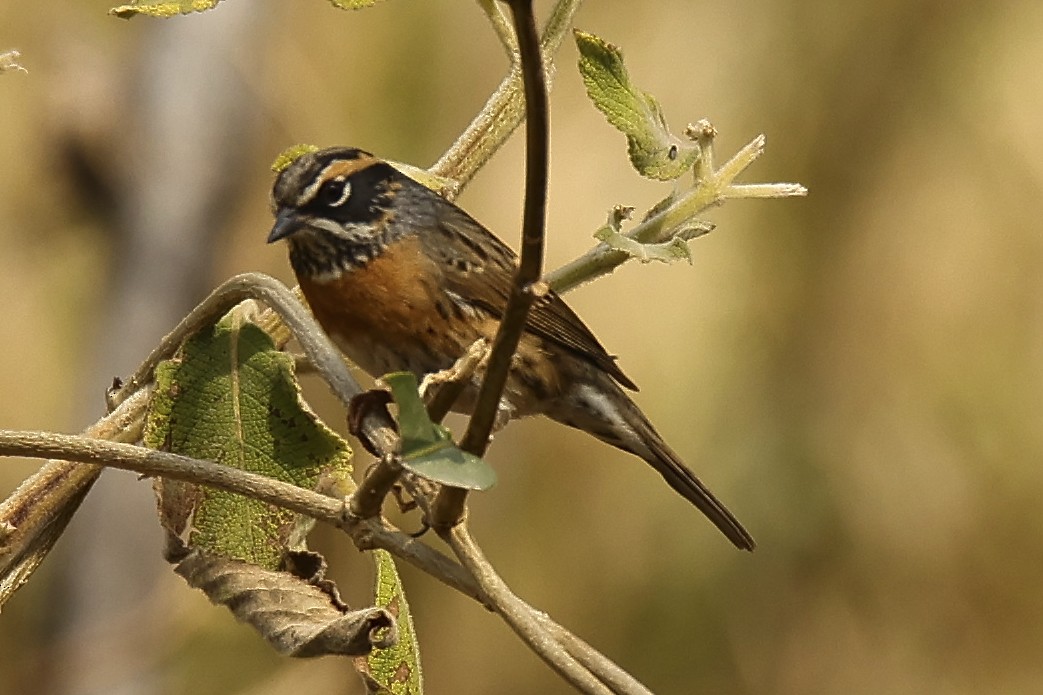 Rufous-breasted Accentor - Angshuman Roychoudhury