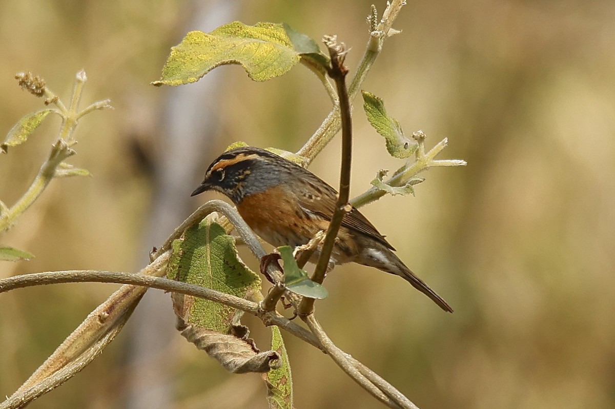 Rufous-breasted Accentor - ML534227651