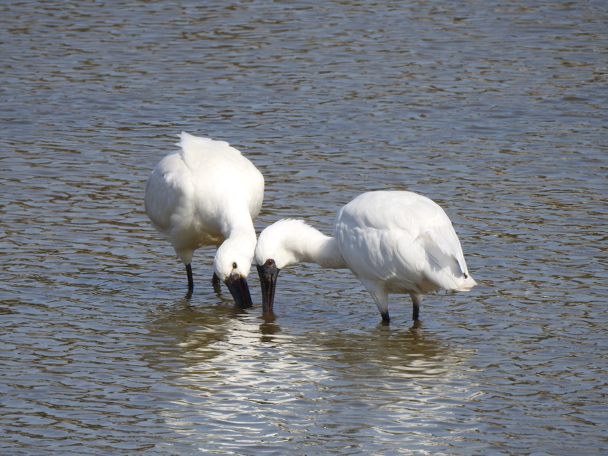 Eurasian Spoonbill - ML534229811