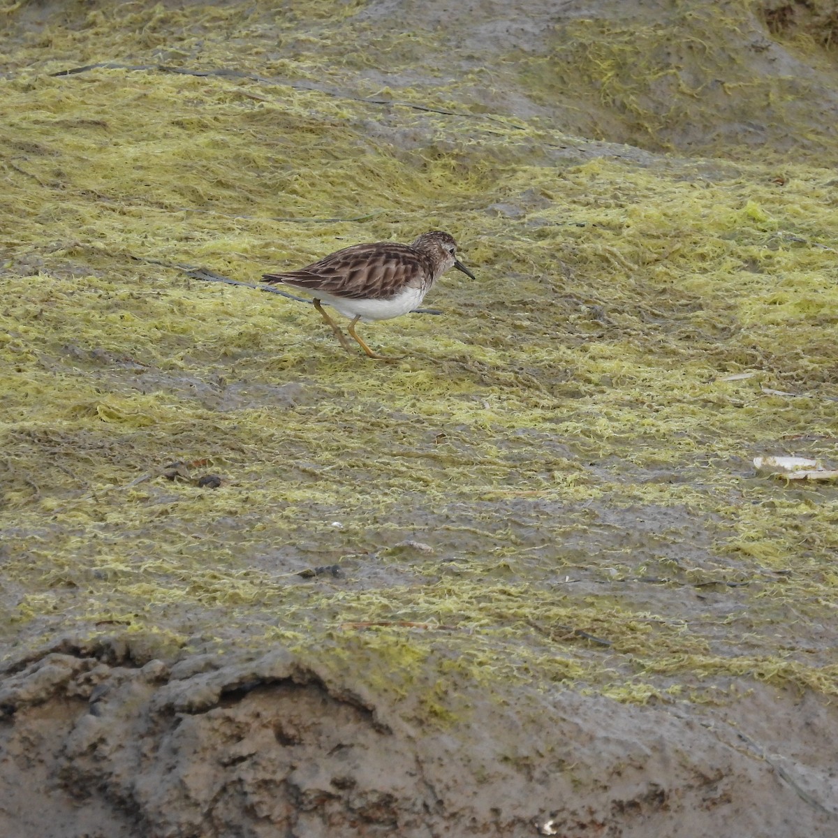 shorebird sp. - ML534230151