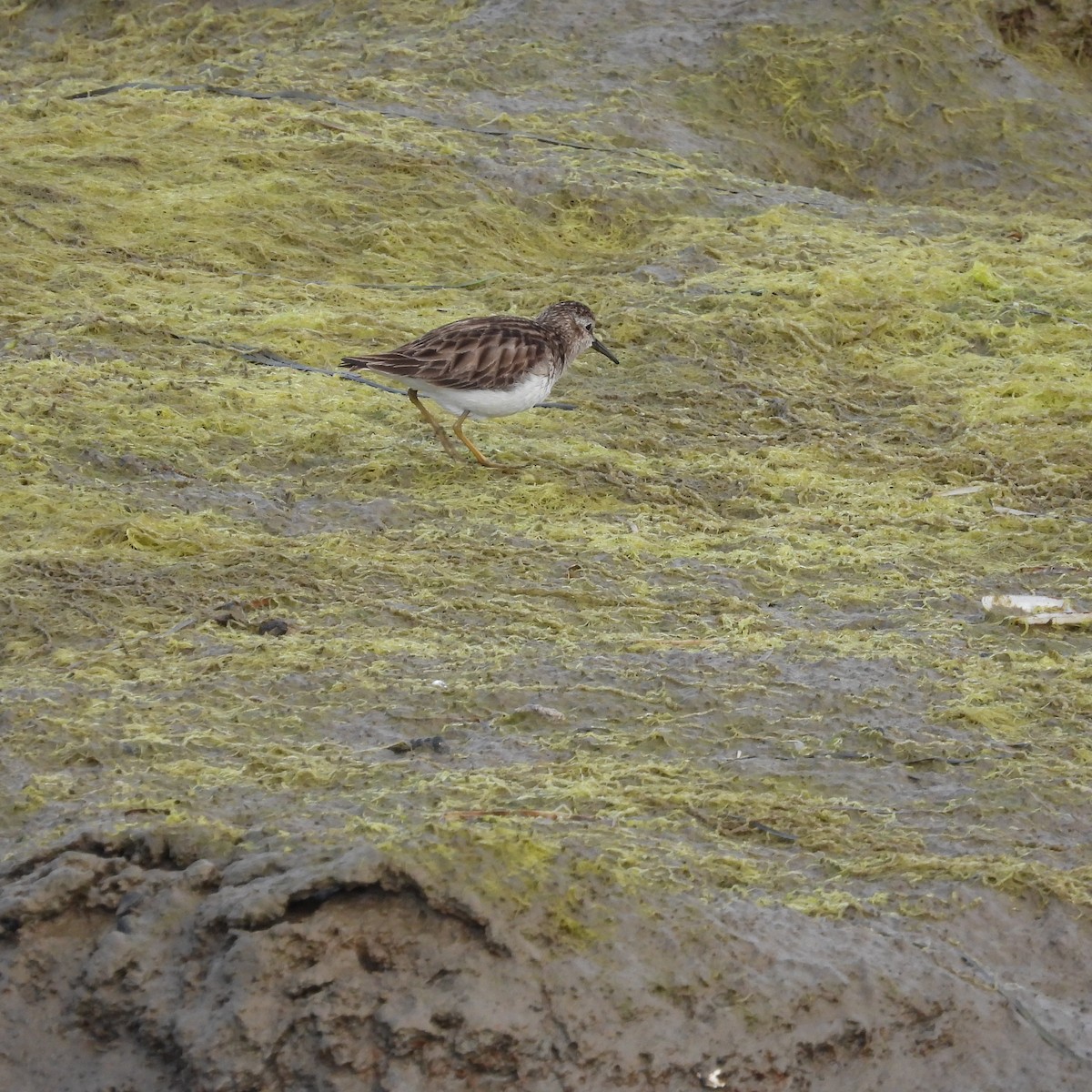 Charadriiformes, unbestimmt - ML534230151