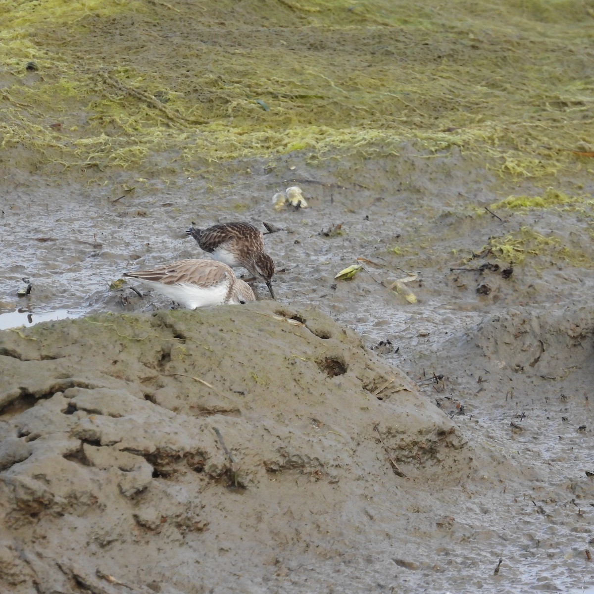 shorebird sp. - ML534230191