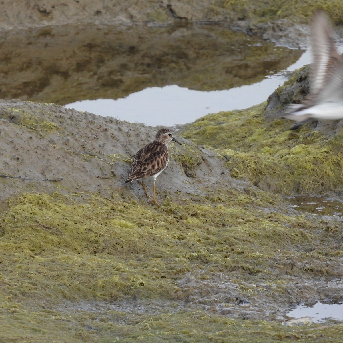 Charadriiformes, unbestimmt - ML534230201