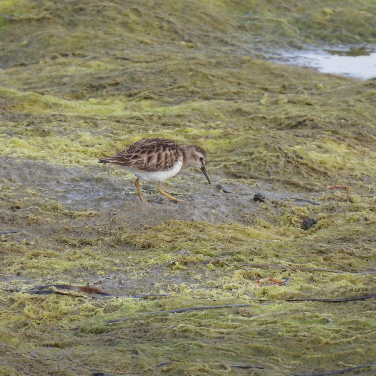 Charadriiformes, unbestimmt - ML534230211