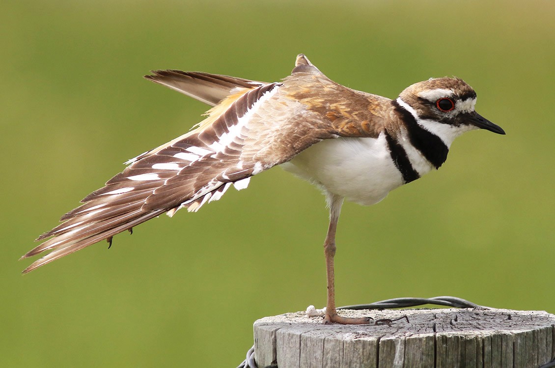 Killdeer - ML53423051