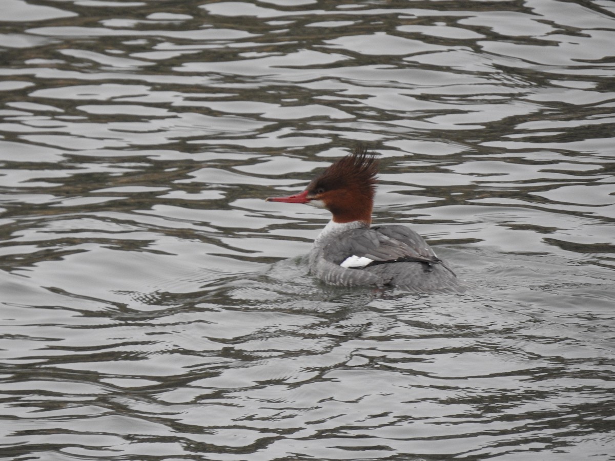 Common Merganser - ML534232161