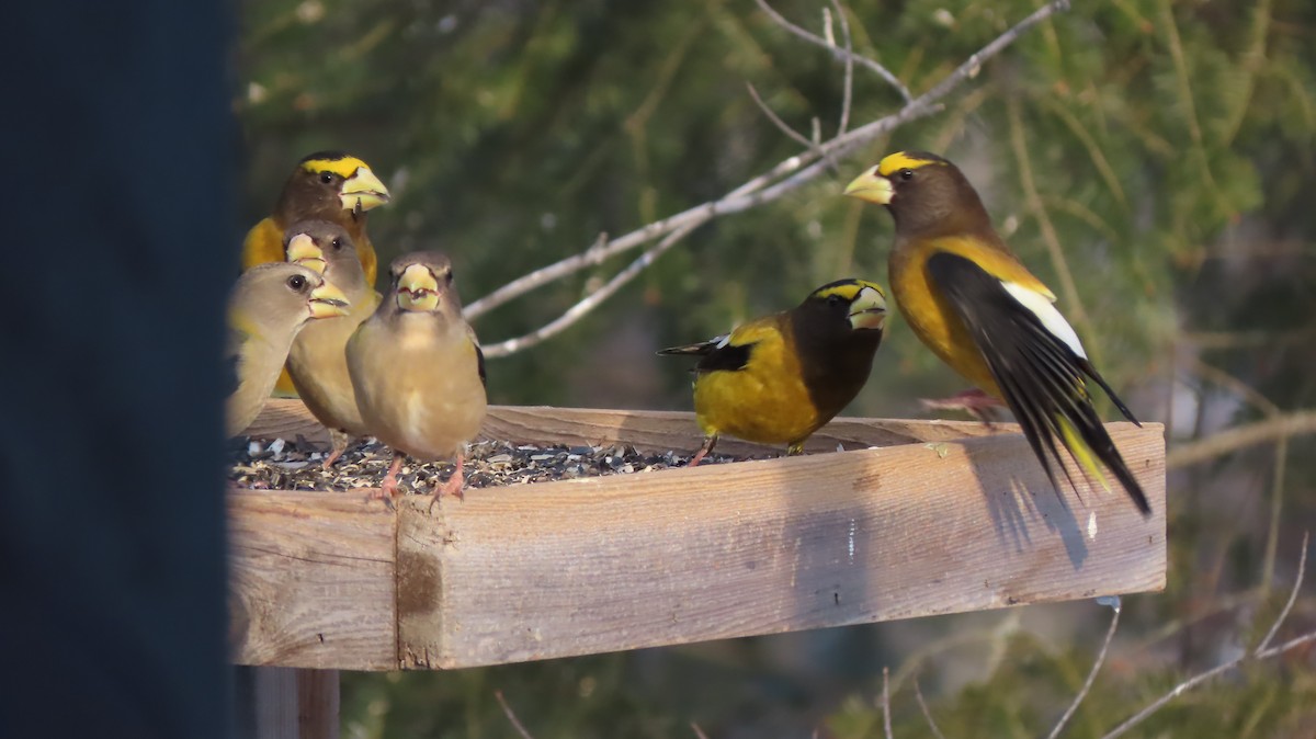 Evening Grosbeak - Lois Stacey