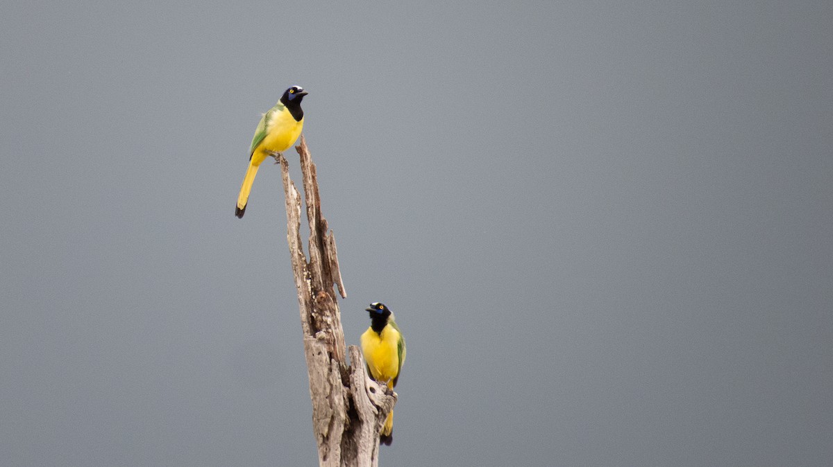 Green Jay - Aquiles Brinco