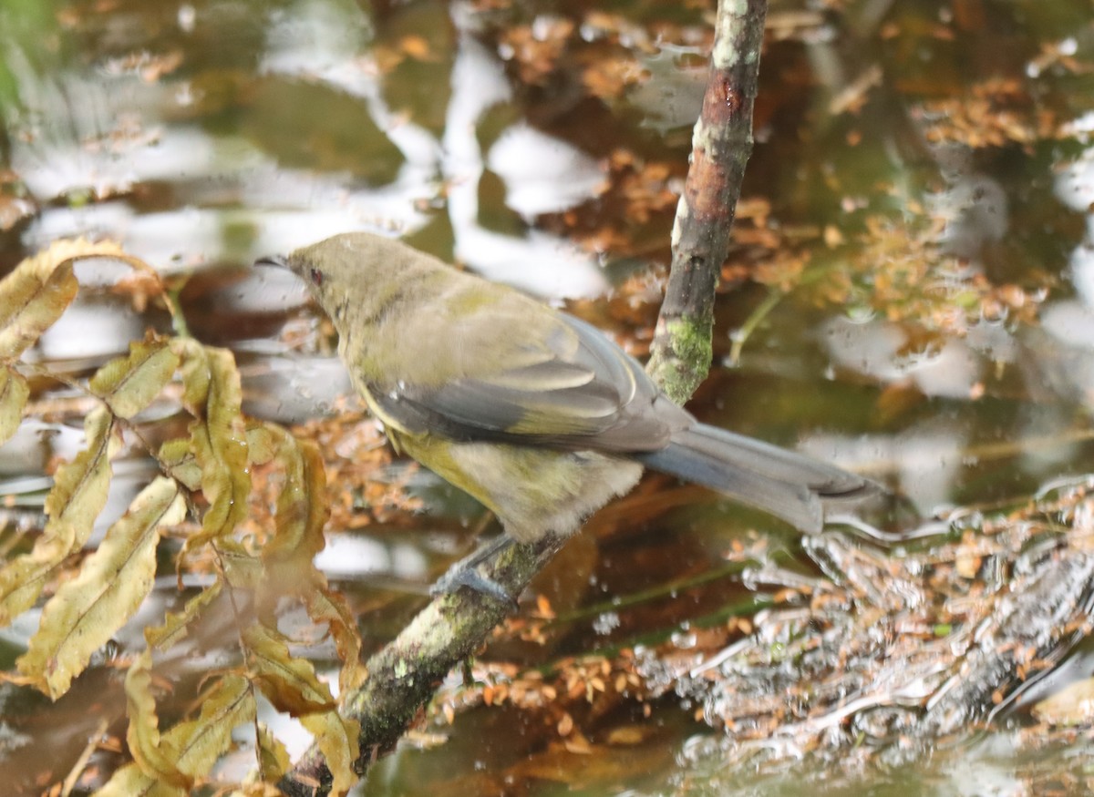 New Zealand Bellbird - ML534233661