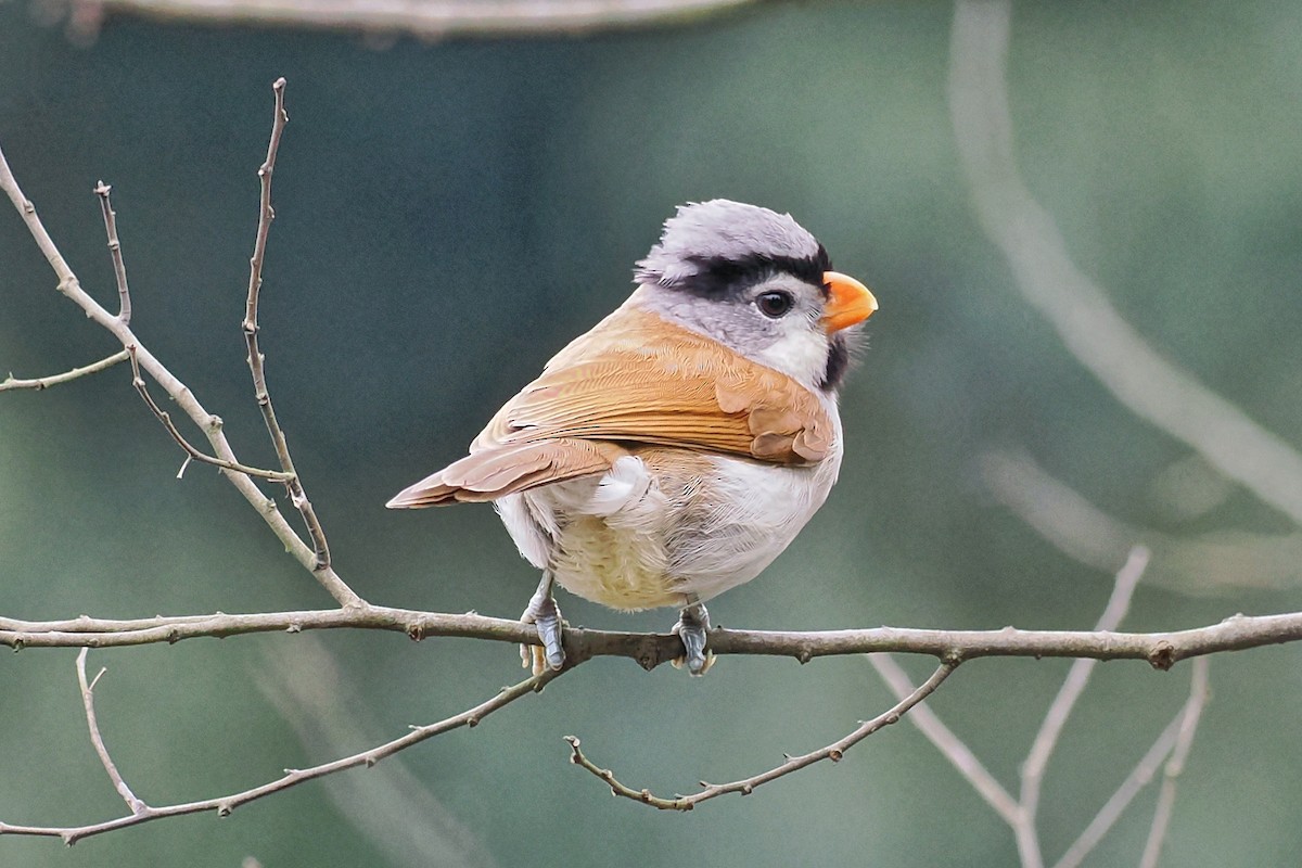 Gray-headed Parrotbill - ML534234011