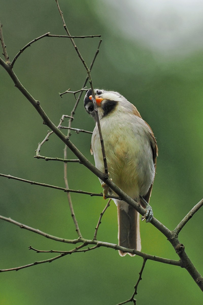 Gray-headed Parrotbill - ML534234041