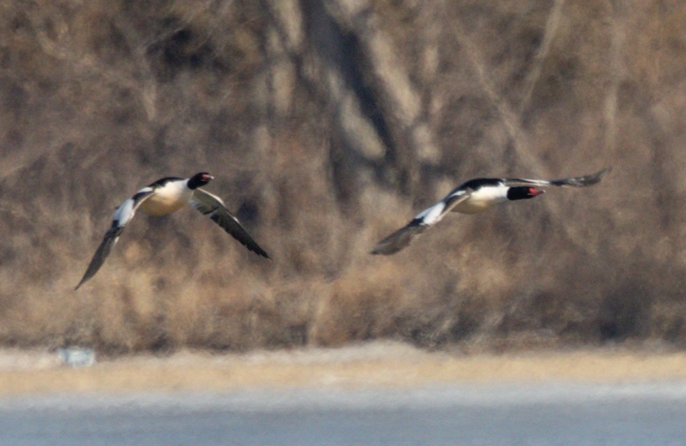 Common Merganser - ML534234181