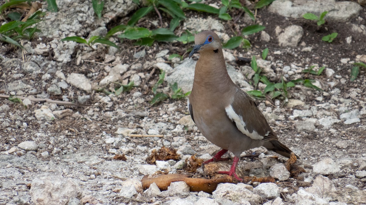 White-winged Dove - Aquiles Brinco
